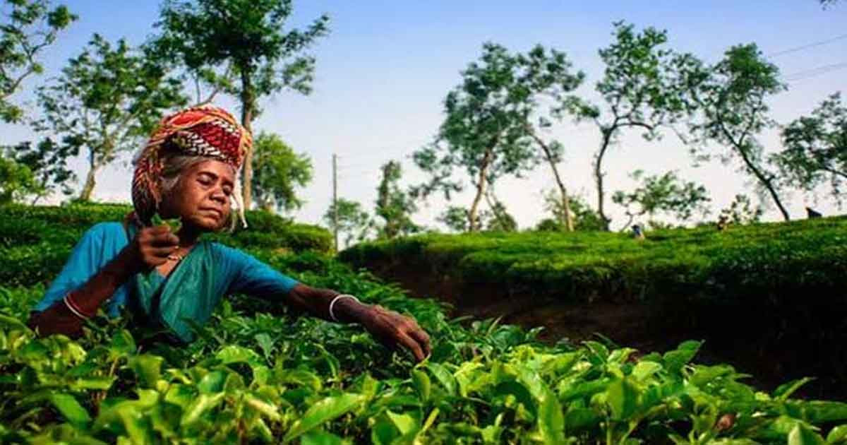 ২৬ ইঞ্চি গাছের মতোই থমকে আছে চা শ্রমিকের জীবন