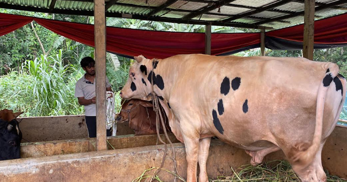 ‘নোয়াখালীর বস’ দাম ১০ লাখ টাকা