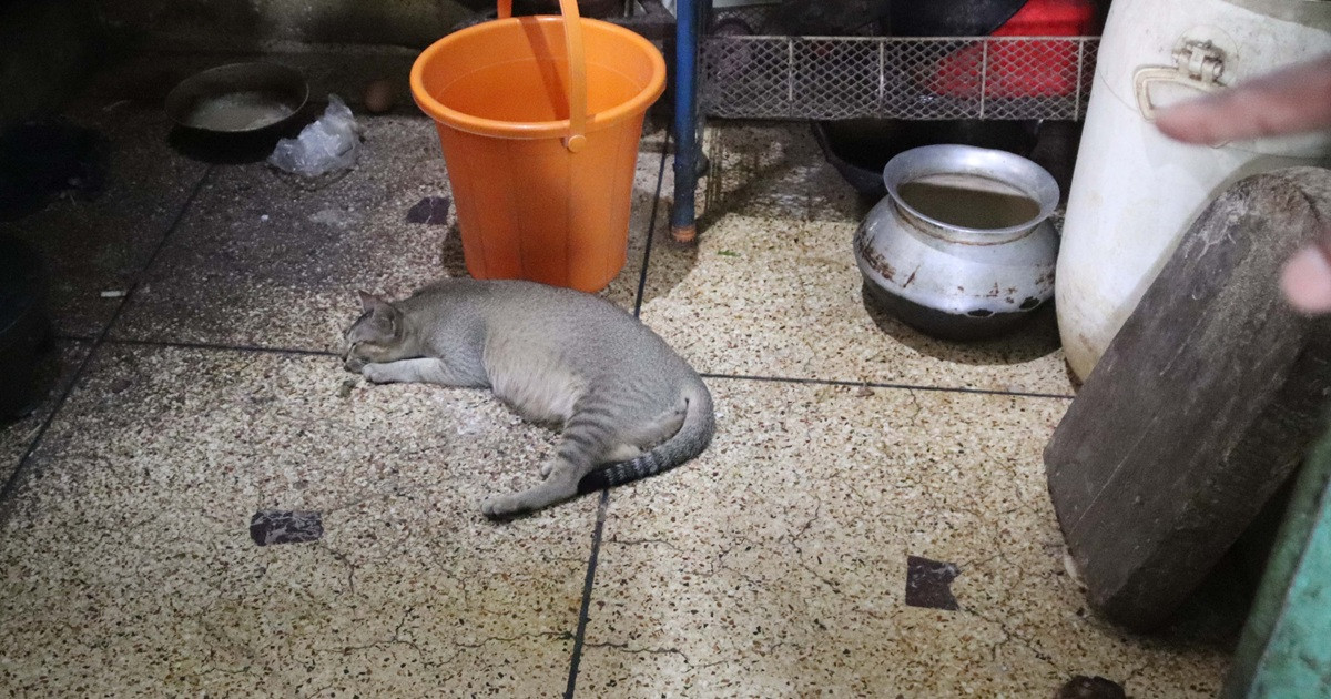 ভালো নেই রামিসার বিড়াল, পড়ে থাকে মড়ার মতো!
