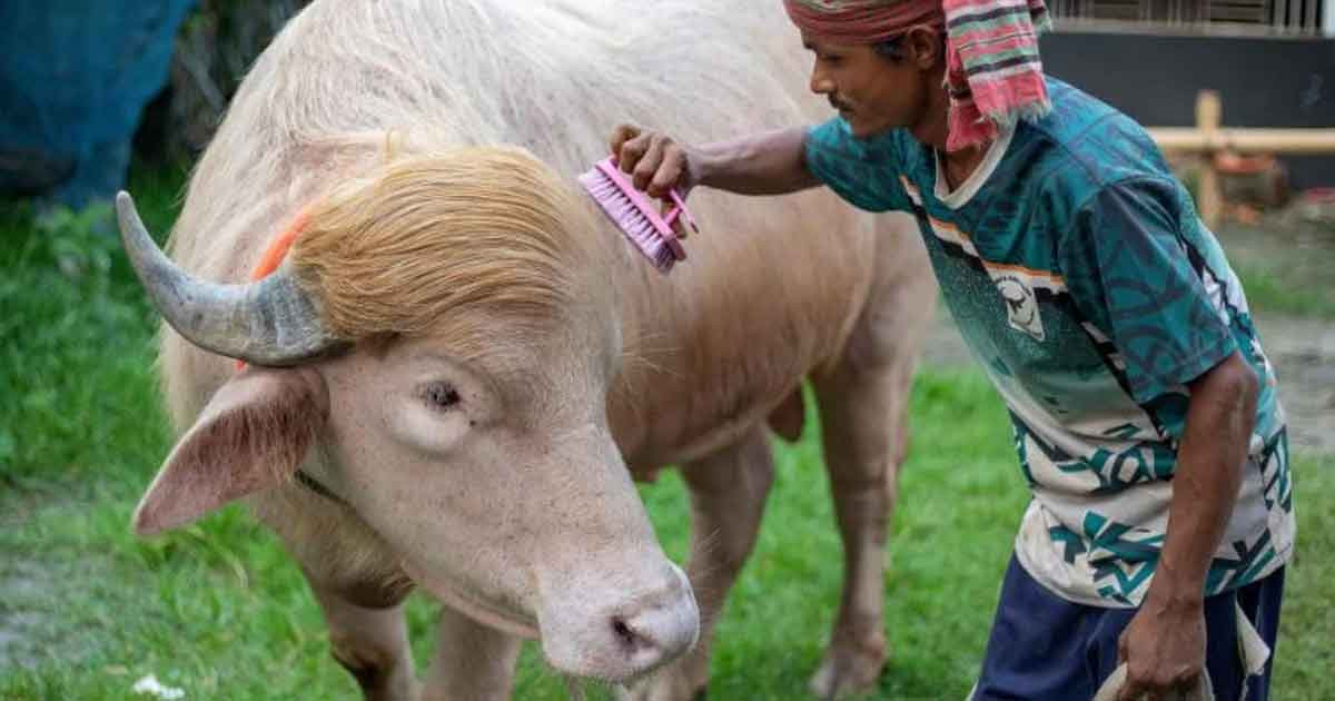 এবার ইরানের নজরে বাংলাদেশের ‘ট্রাম্প মহিষ’, ভিডিও শেয়ার করে কটাক্ষ