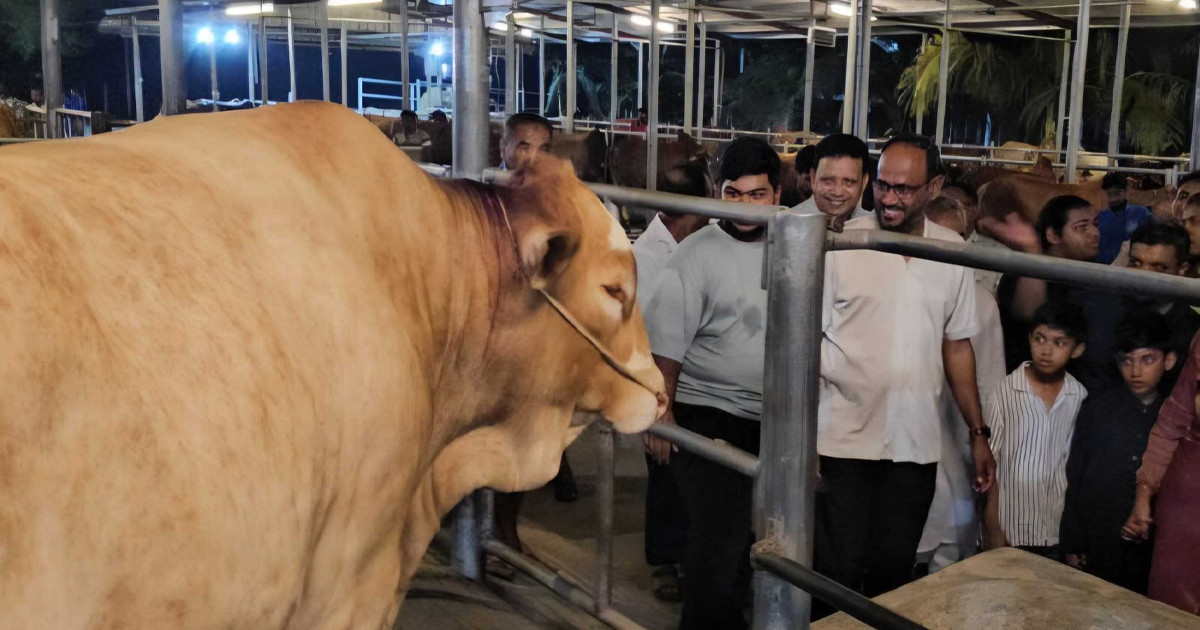 চাহিদার চেয়ে ২১ লাখ বেশি গবাদিপশু প্রস্তুত রয়েছে: প্রাণিসম্পদ প্রতিমন্ত্রী
