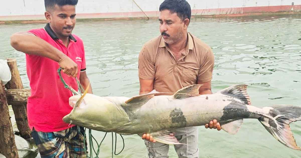 পদ্মার এক বাঘাইড় সাড়ে ৬৫ হাজার টাকায় বিক্রি