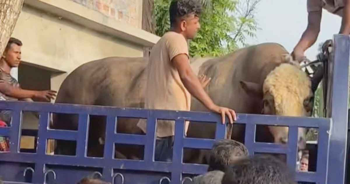 সেই ‘নেইমার’ বিক্রি হলো ৮ লাখে