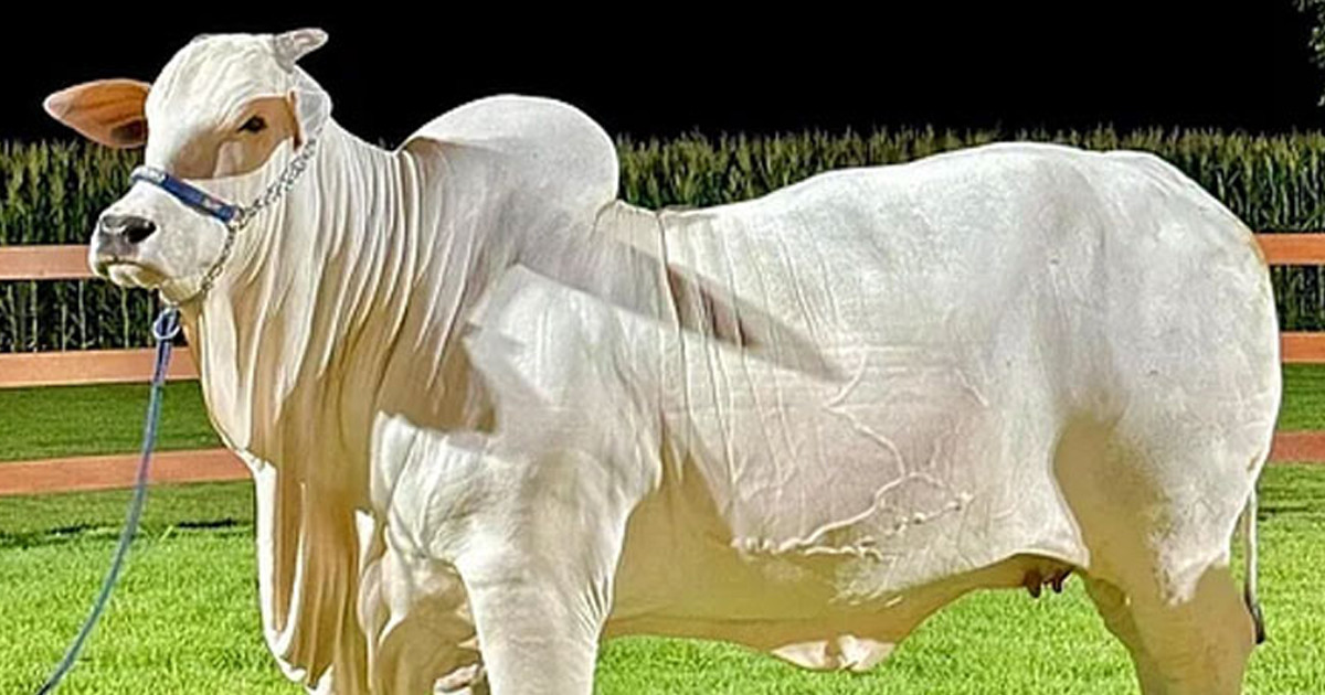 সবচেয়ে দামি গরু ভিয়াতিনা, দাম ৫৯ কোটি টাকা!