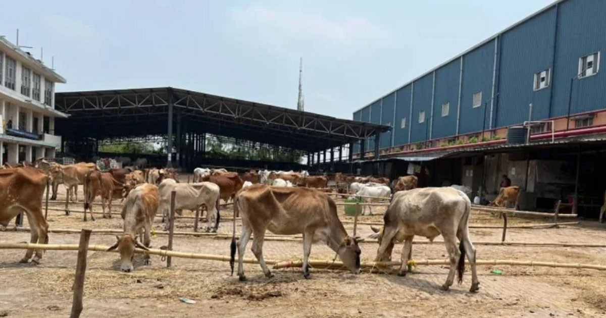 ভারতে গরুর হাটে ক্রেতাশূন্য!