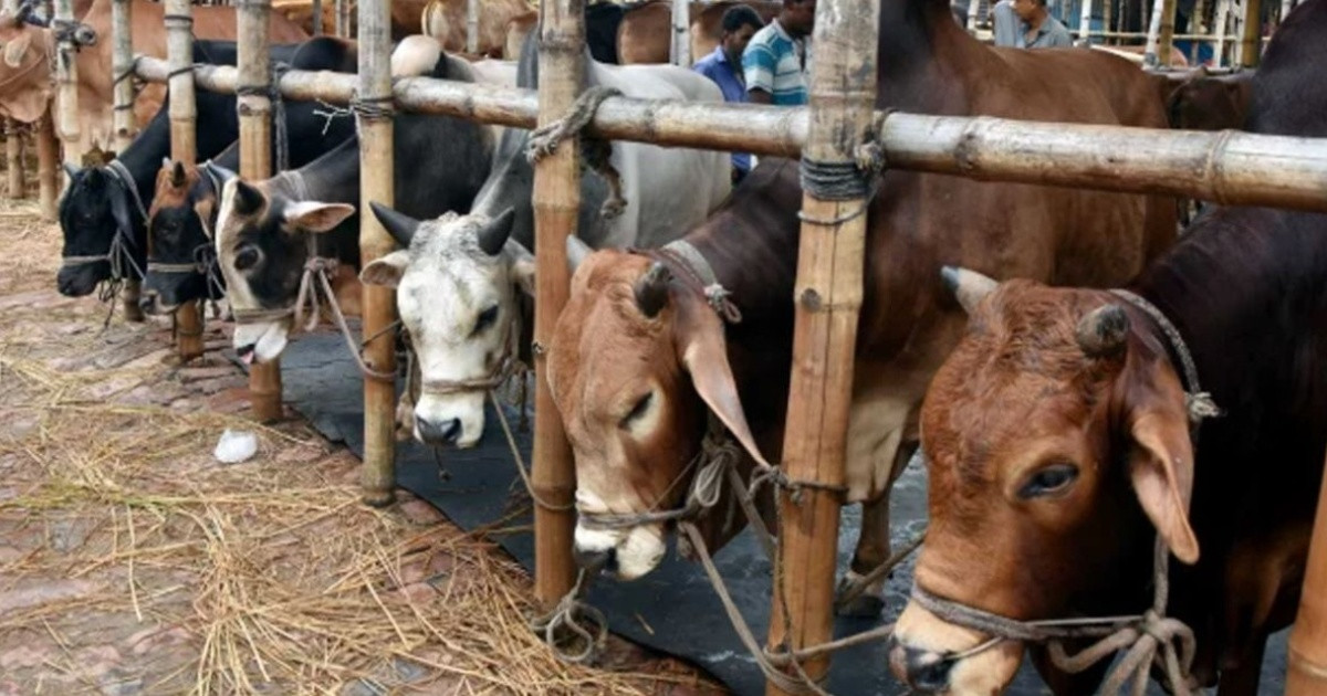 কোরবানির হাটে ‘অস্বাভাবিক মোটাতাজা’ গরু: লাভের দৌড়ে কি ঝুঁকিতে জনস্বাস্থ্য?
