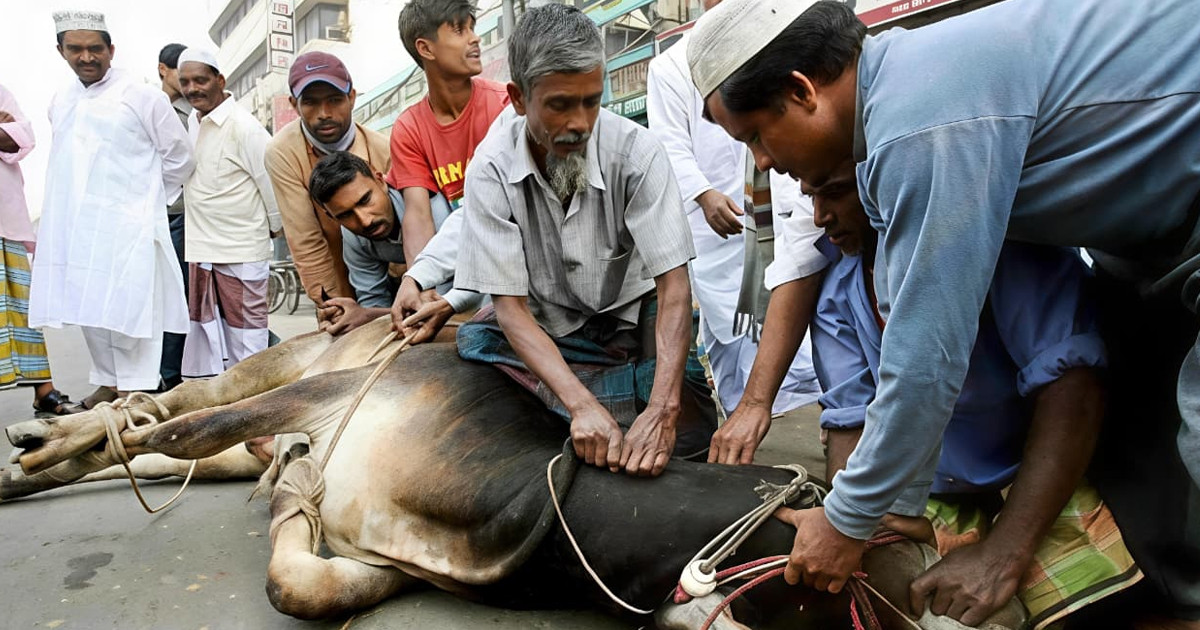 কোরবানিতে “গলায় পার” ও শক: ধর্ম, বিজ্ঞান ও মানবিকতার প্রশ্ন