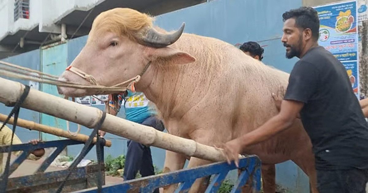 মহিষ ‘ডোনাল্ড ট্রাম্প’ এখন জাতীয় চিড়িয়াখানায়