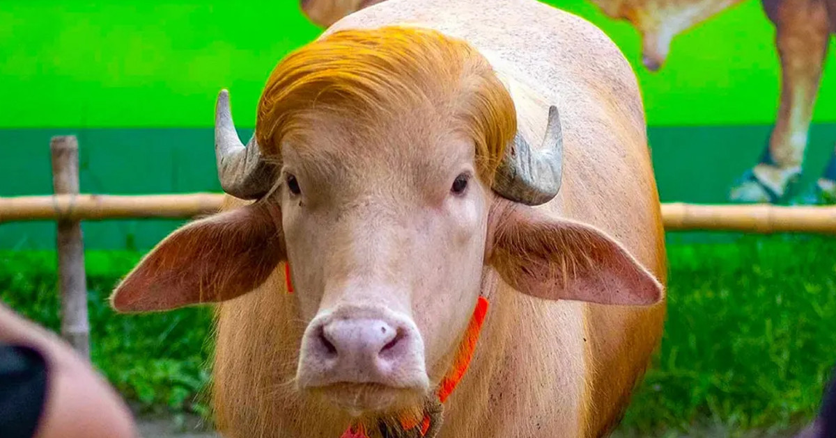 মহিষ ‌'ডোনাল্ড ট্রাম্প' নিয়ে বিশ্ব গণমাধ্যমে ফের তোলপাড়