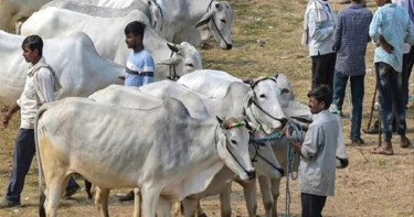 পশ্চিমবঙ্গে গরু ব্যবসায়ীদের মাথায় হাত