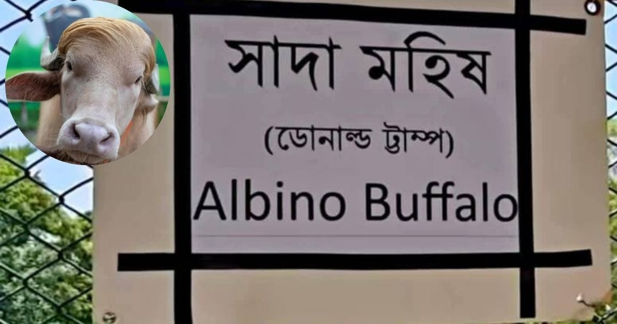 চিড়িয়াখানায় ‘এল-০৭’ খাঁচার সামনে মহিষ ‘ডোনাল্ড ট্রাম্প’কে দেখতে ভিড়