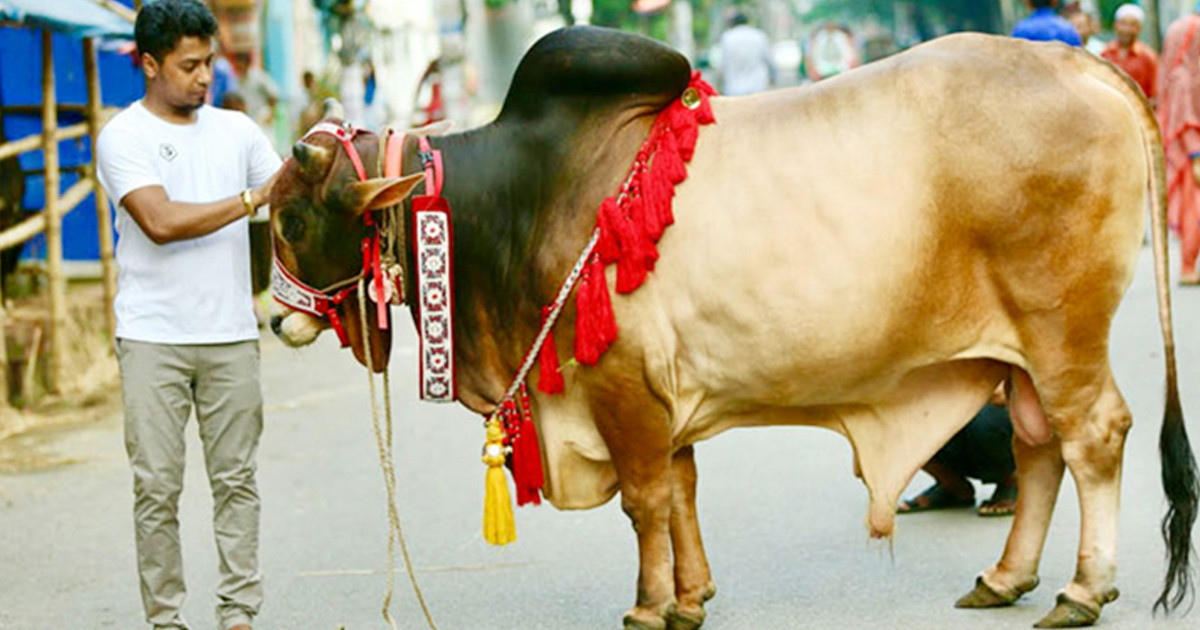 ঈদের দ্বিতীয় দিনেও চলছে পশু কোরবানি