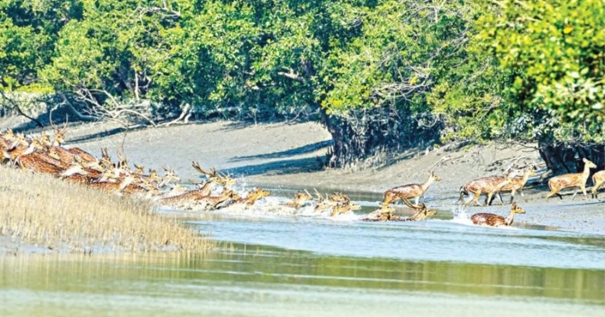 ১ জুন থেকে সুন্দরবনে প্রবেশ নিষিদ্ধ