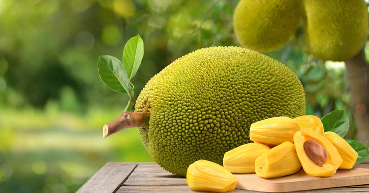 কাঁঠাল খাওয়ার আগে সাবধান!