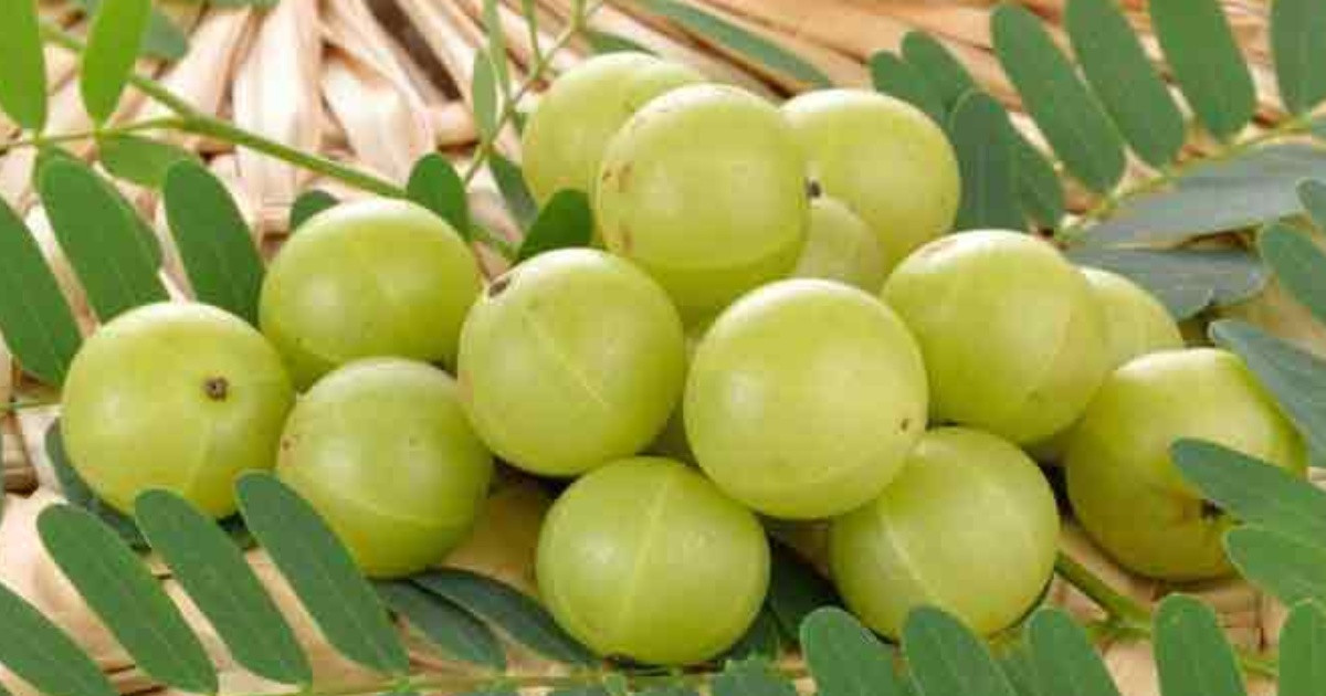 আমলকীকে যে কারণে স্বাস্থ্যকর মনে করা হয়