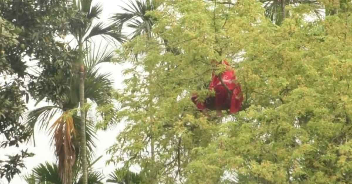 কুড়িগ্রামে আবারও তেঁতুলগাছের মগডালে এক নারী