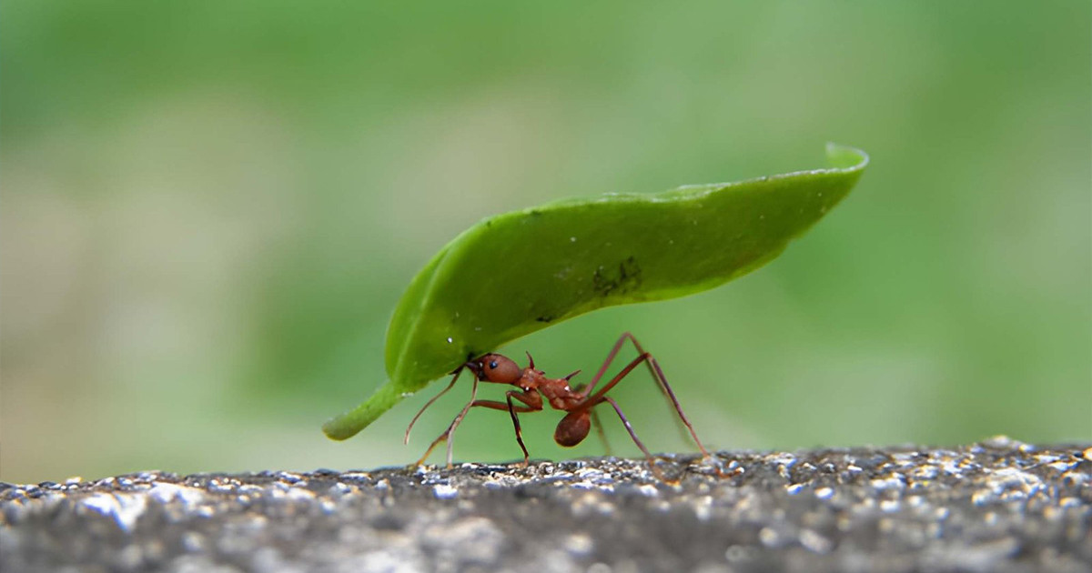 আমরা কি পিপীলিকারও অধম