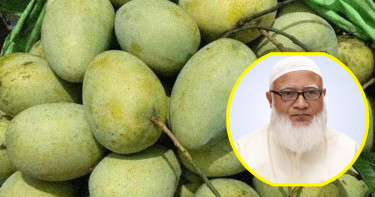 সংসদের সবাইকে ১০ কেজি করে  আম উপহার দিলেন জামায়াত আমির