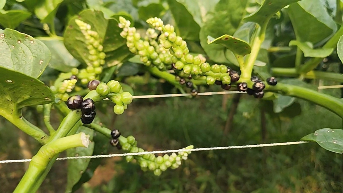 আগাম জাতের পুইফল চাষে ভাগ্য বদলে যাচ্ছে তাদের