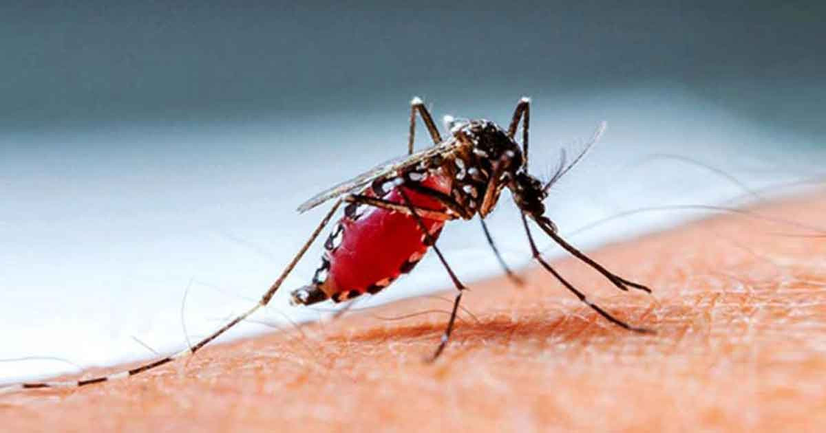 ১৪ হটস্পটে ঝুঁকি বাড়াচ্ছে ডেঙ্গু