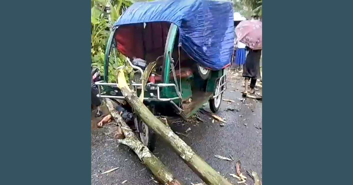 চলন্ত অটোর ওপর ভেঙে পড়ল গাছ, প্রাণ গেল চালকের