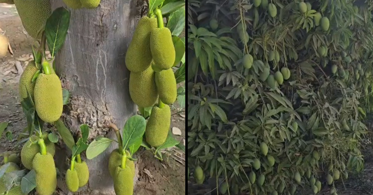 ওমানের মরুভূমিতে বাংলাদেশিদের কৃষি বিপ্লব, খামার পরিদর্শনে লেবার কাউন্সিলর