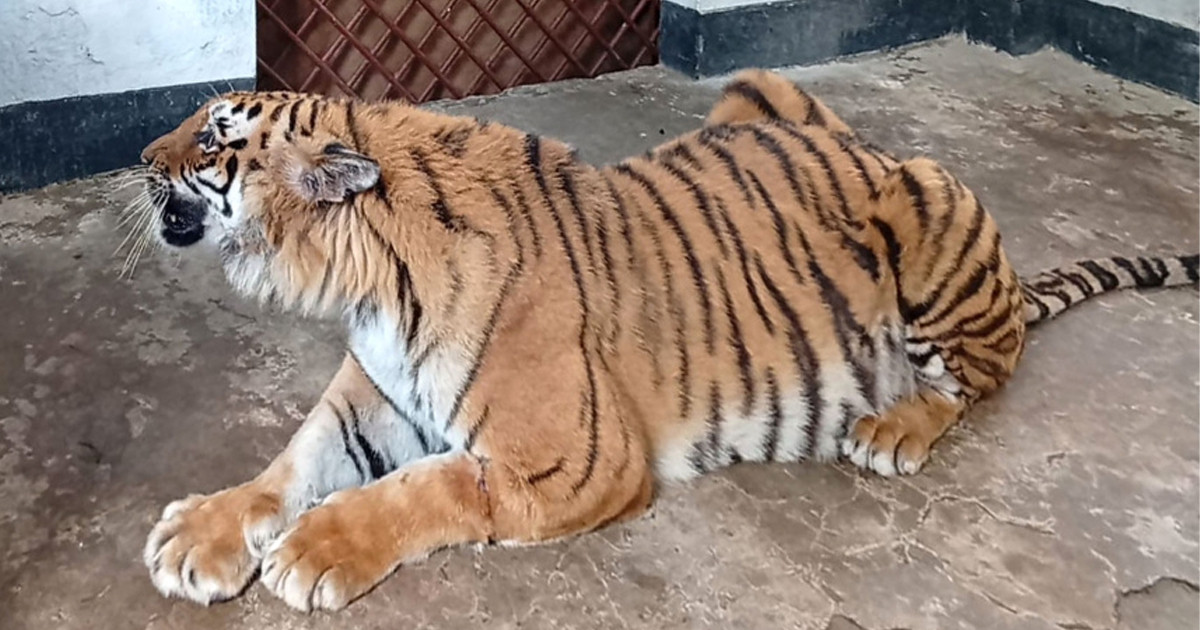 আগামীকাল বাঘিনী যাচ্ছে সুন্দরবনে