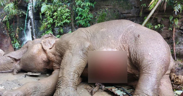 টেকনাফে পাহাড় থেকে পড়ে গুরুতর আহত মা হাতি, ভেঙেছে দুই পা
