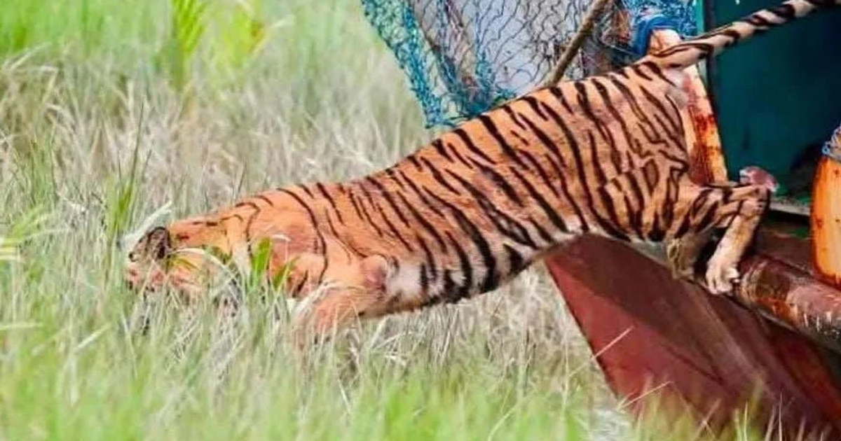 বনে ফিরল বাঘিনী, অবমুক্ত করলেন পরিবেশ প্রতিমন্ত্রী