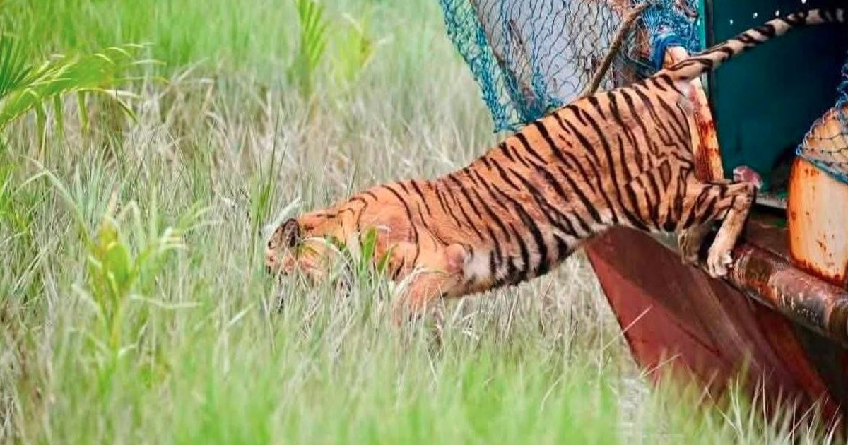 সুন্দরবনে ২০ ক্যামেরার নজরদারিতে সেই বাঘিনী