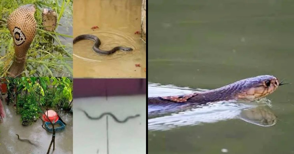 বন্যায় সাপের উপদ্রব, সচেতনতার এখনই সময়