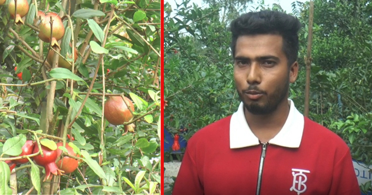 অসুস্থ মাকে আনার খাওয়াতে বলেছিলেন চিকিৎসক, বাগান গড়ে তুললেন ছেলে