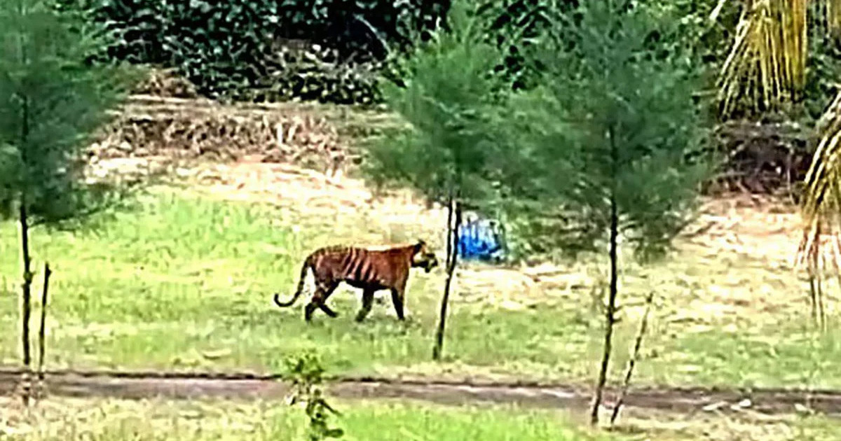 বন বিভাগের কার্যালয়ের সামনে চলে এলো বাঘ