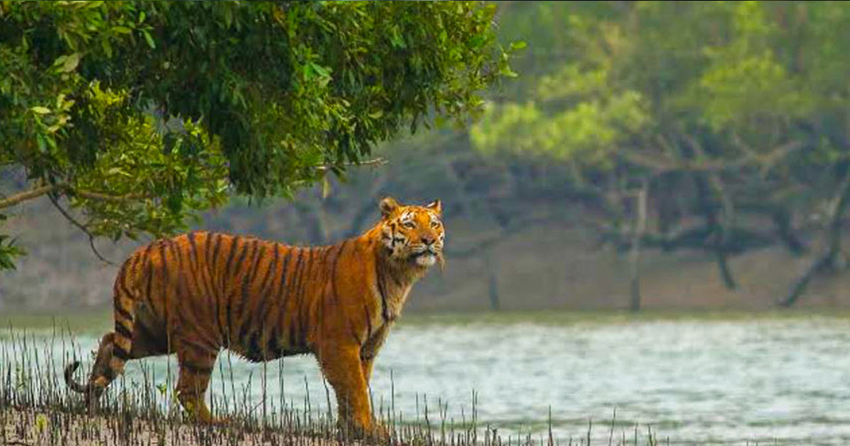 সুন্দরবন রক্ষায় ৪ হাজার কোটি টাকা দেবে জাতিসংঘ:  বন ও পরিবেশ প্রতিমন্ত্রী