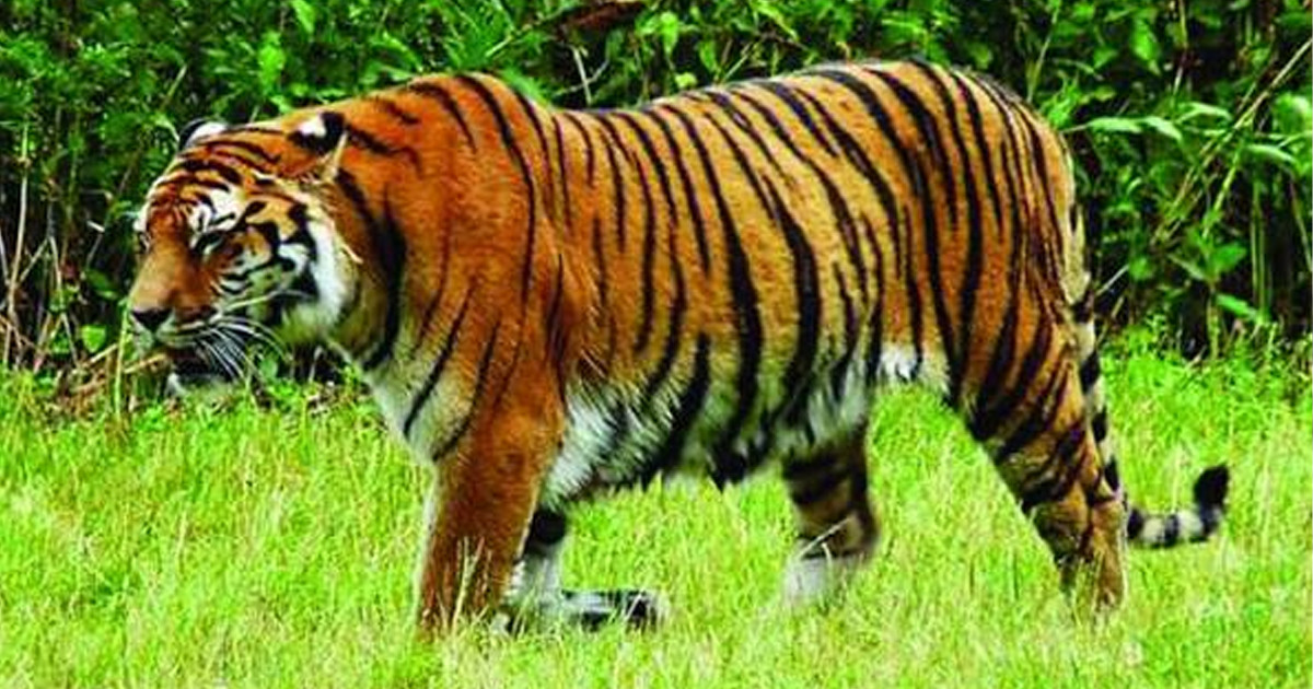বিশ্ব বাঘ দিবস আজ