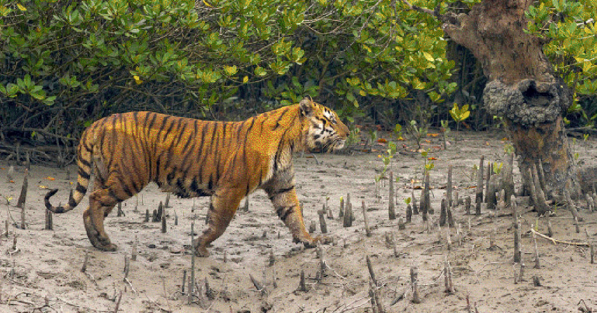 সুন্দরবনে এক দশকে বেড়েছে ১৯ বাঘ