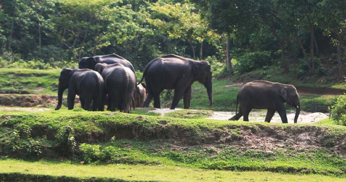 হাতির গতিবিধি পর্যবেক্ষণ করছে এআই