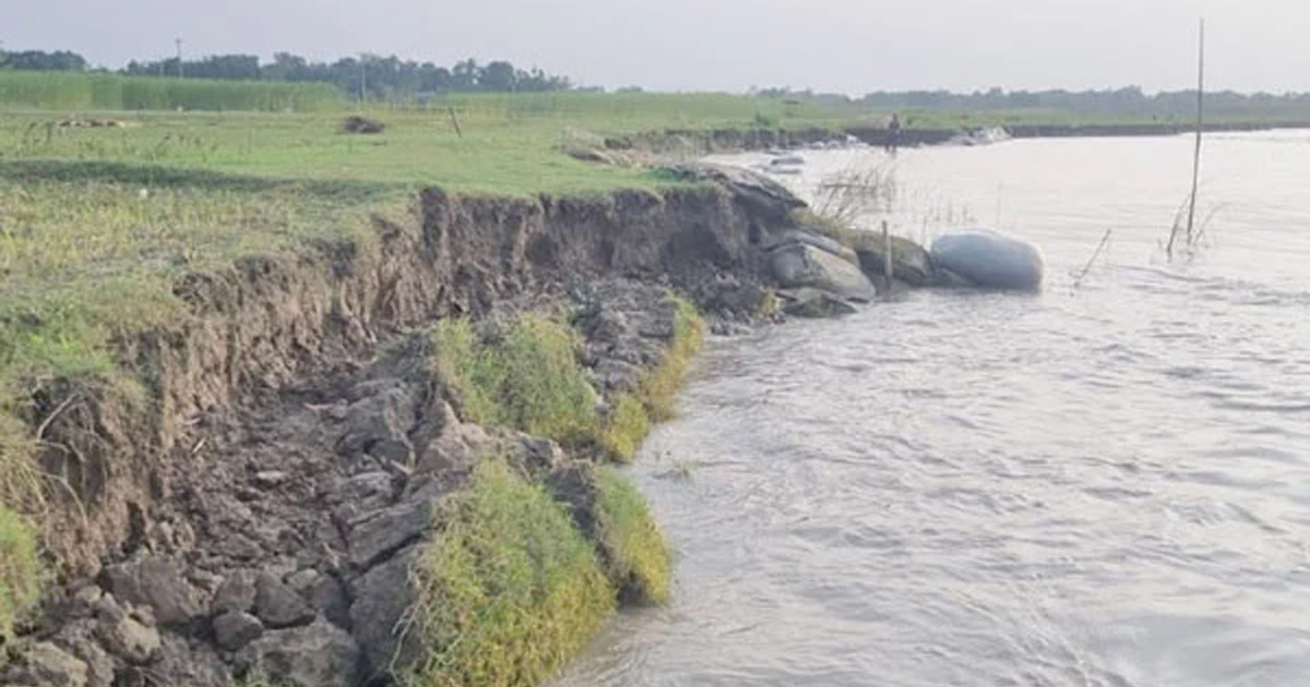 পদ্মার ভাঙনে বিলীন হচ্ছে ফসলি জমি