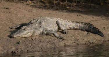 ফিলিস্তিনি বন্দিদের কারাগারে কুমির রাখার পরিকল্পনা স্থগিত করলেন ইসরায়েলি আদালত
