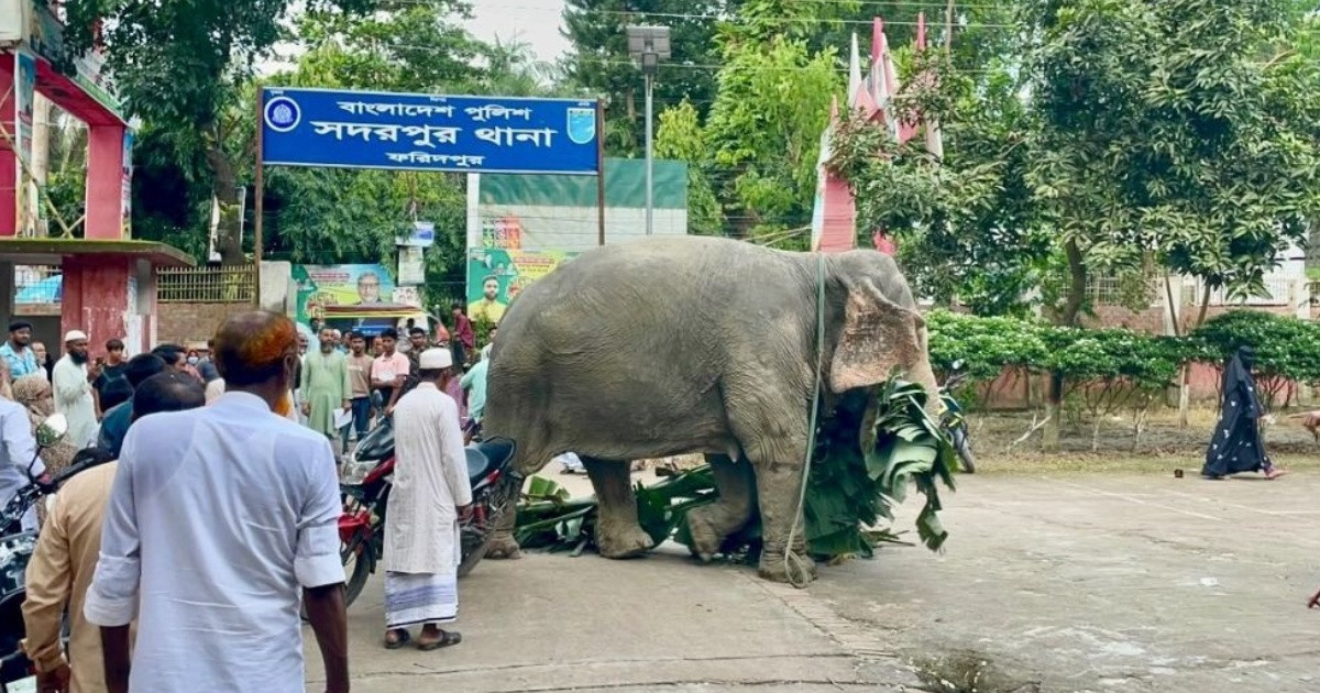 থানা হেফাজত থেকে অবশেষে মুক্তি পেল হাতি