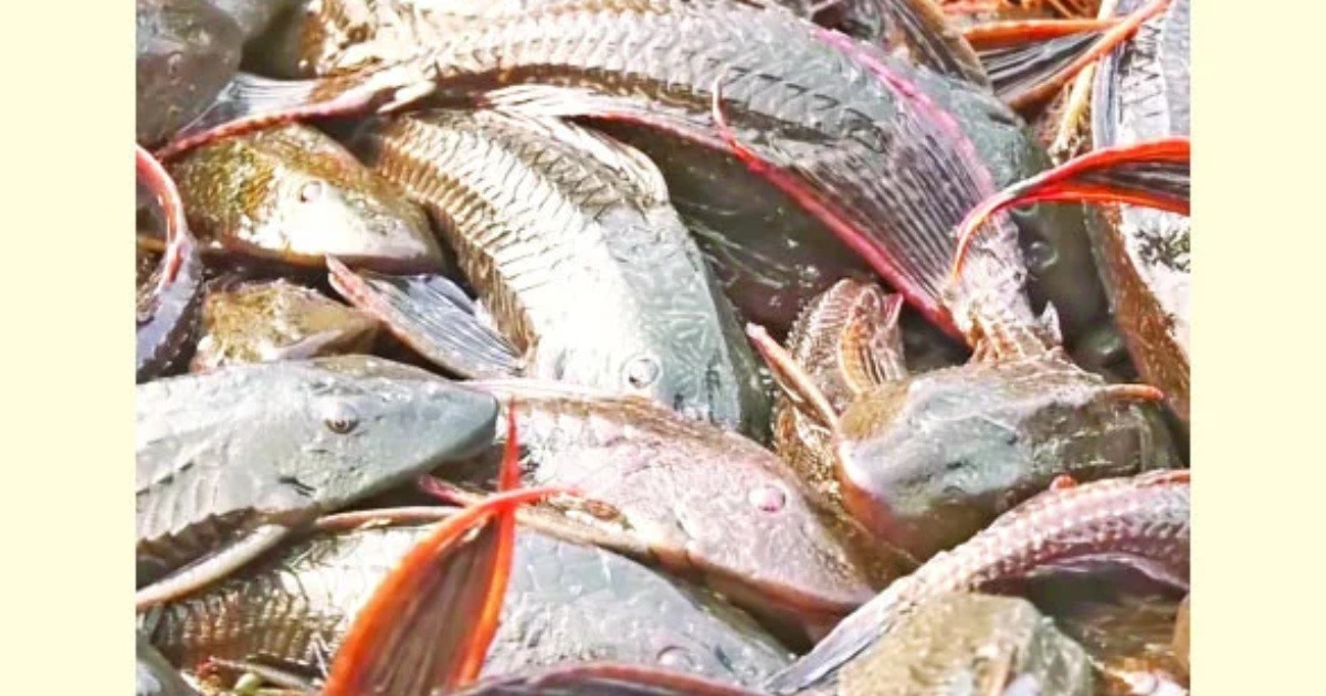 বুড়িগঙ্গায় ফের রাক্ষুসে সাকারের উপদ্রব