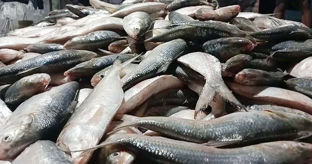 এক টানেই ধরা পড়লো ২ হাজারের বেশি ইলিশ, বিক্রি সাড়ে ৪৮ লাখ টাকায়