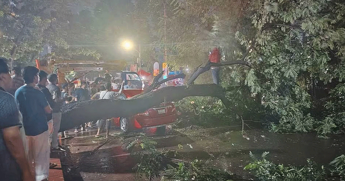 বৃষ্টির মধ্যে ধানমণ্ডিতে গাড়ির ওপর আছড়ে পড়ল গাছ