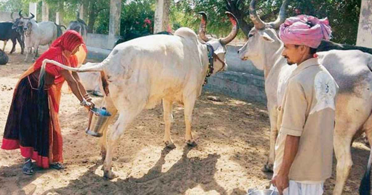 ভারতে সরকারিভাবে গোমূত্র সংগ্রহ শুরু, লিটারপ্রতি দাম ২০ রুপি!