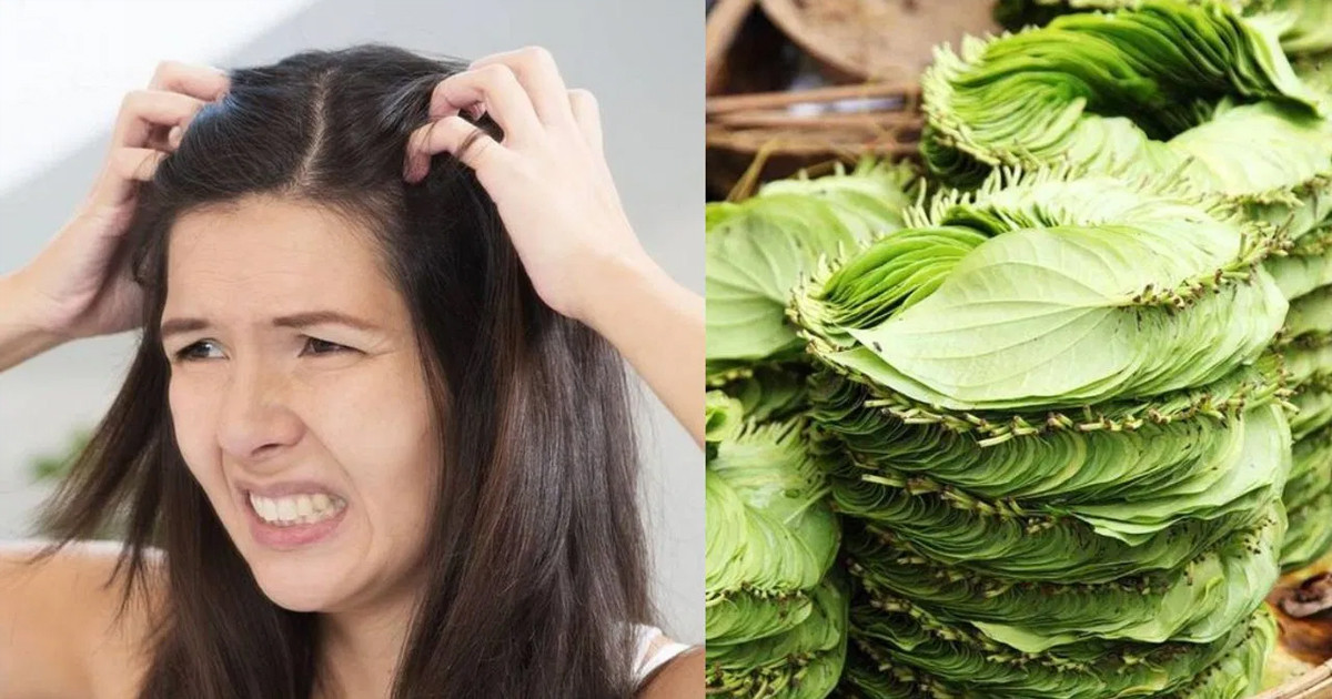 চুল পড়া কমাবে পান পাতা, যেভাবে ব্যবহার করবেন