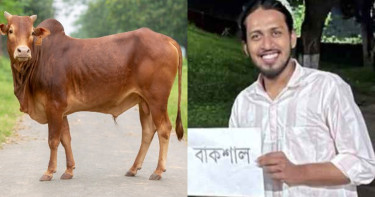 রাবির ‘জুলাই জিয়াফত’ আয়োজনের গরুর নাম ‘বাকশাল’!