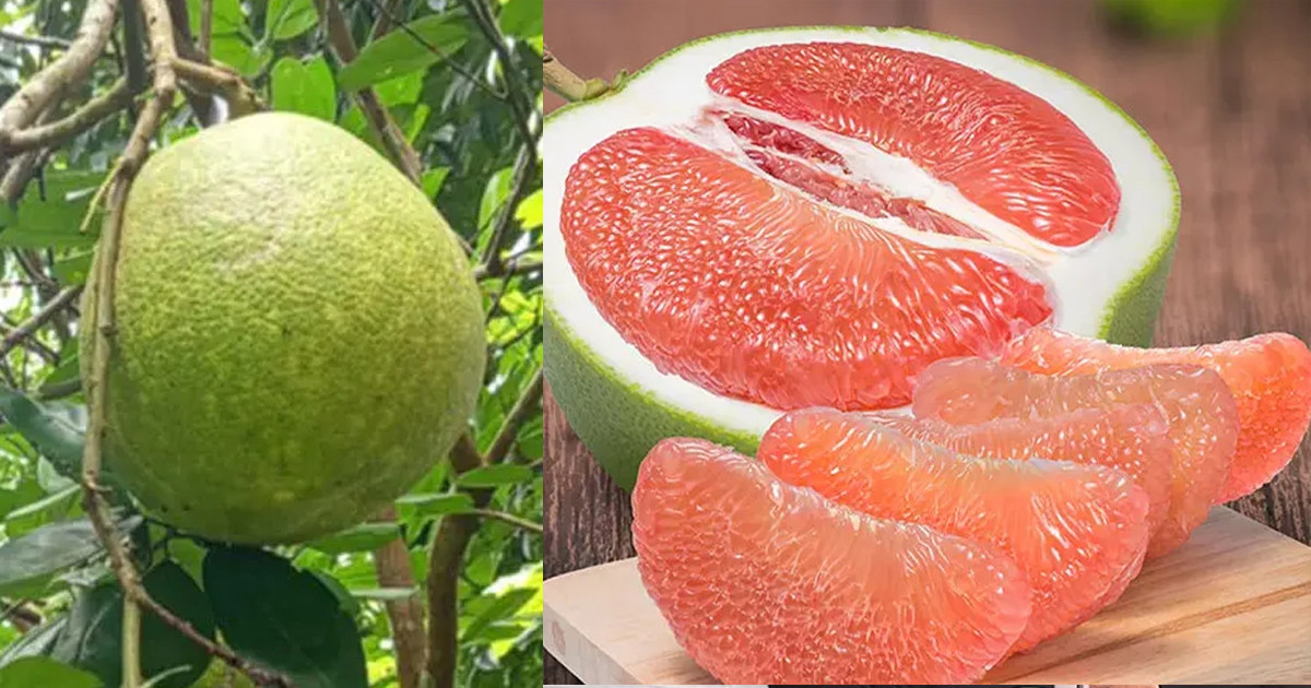 ভুলেও যারা জাম্বুরা খাবেন না