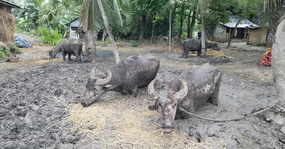 ঝিনাইদহে কাদায় বেঁধে রাখা সেই চার মহিষ উদ্ধার