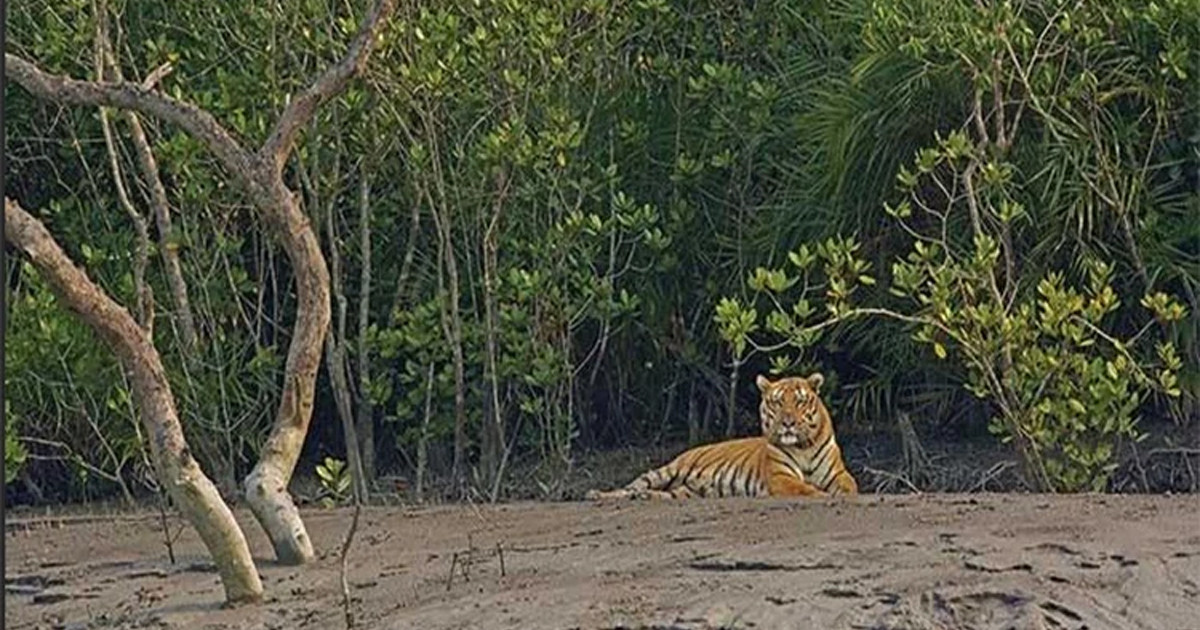সুন্দরবনে অবমুক্ত বাঘিনীর সন্ধানে নজরদারি জোরদার