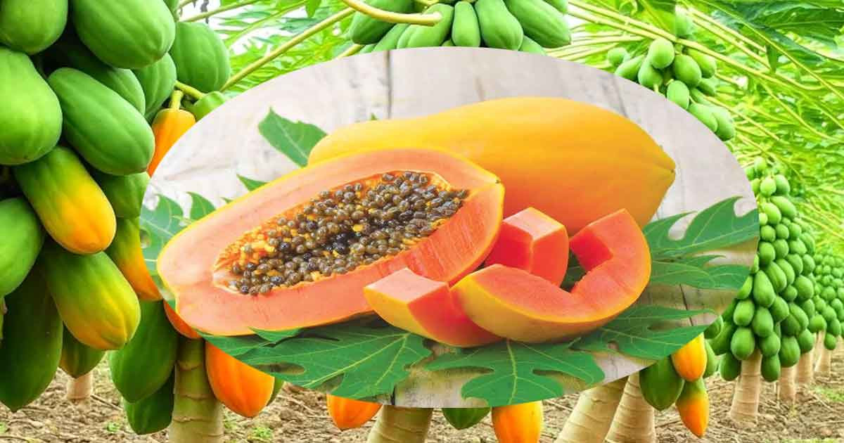 ভুলেও যারা পেঁপে খাবেন না